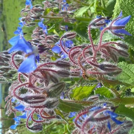 Vendégház Antonhouse 3*