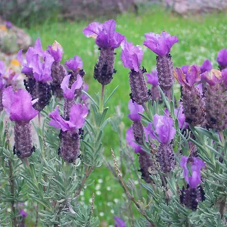 Vendégház Antonhouse