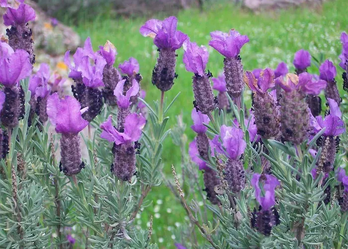 Гостевой дом Antonhouse